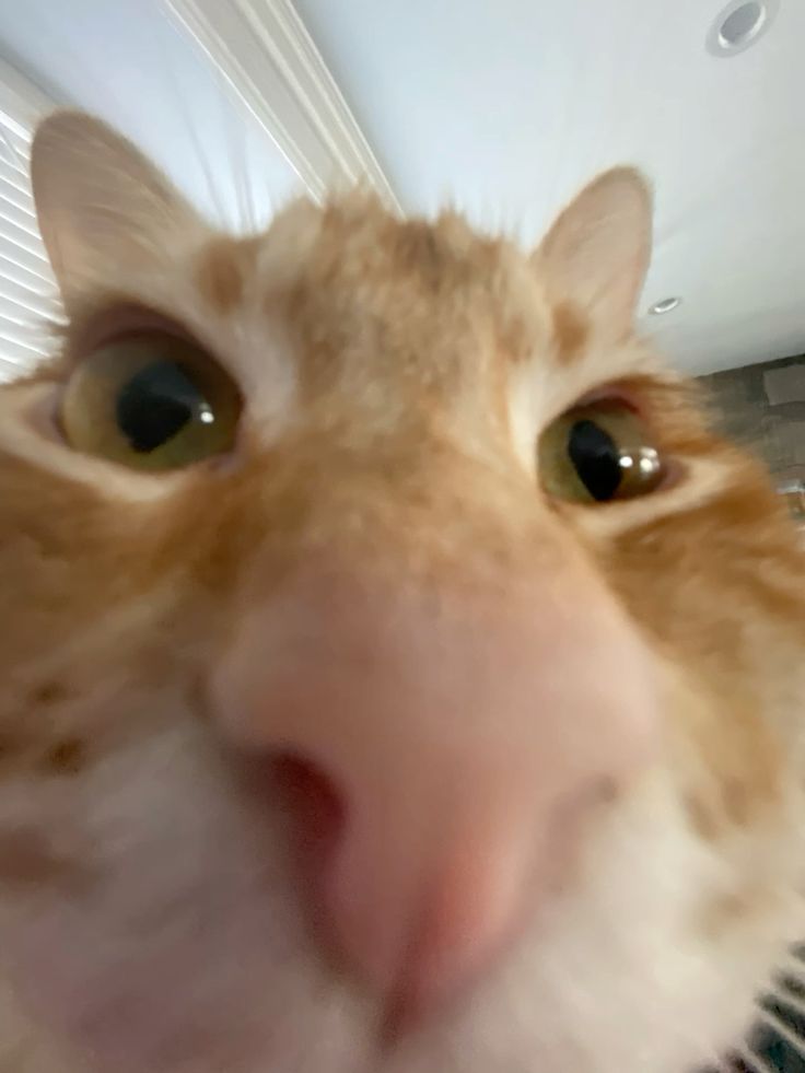 Кот